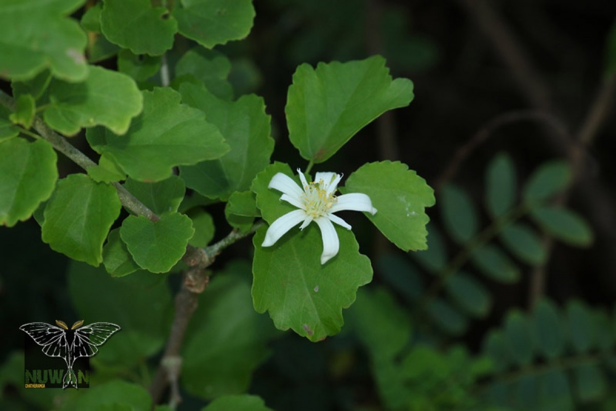 Grewia tenax (Forssk.) Fiori